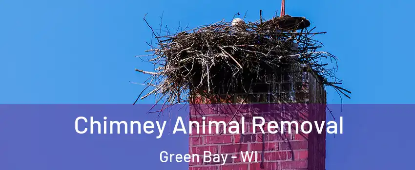 Chimney Animal Removal Green Bay - WI