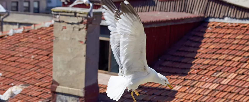 Residential Chimney Animal Removal Solution in Green Bay, WI
