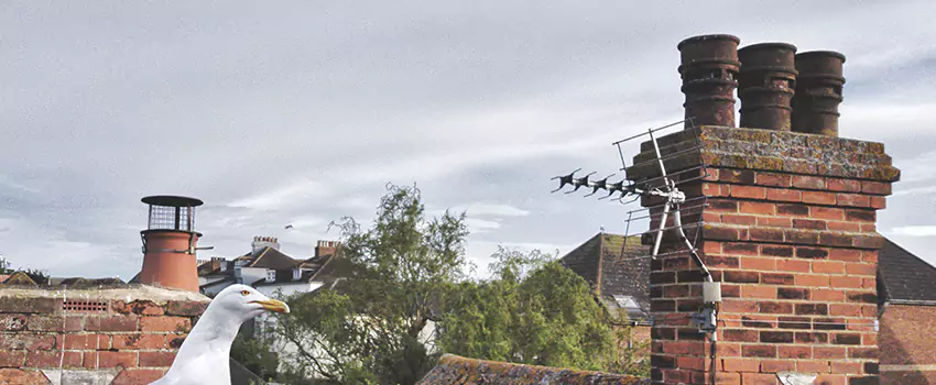 Chimney Cleaning And Restoration in Green Bay, Wisconsin
